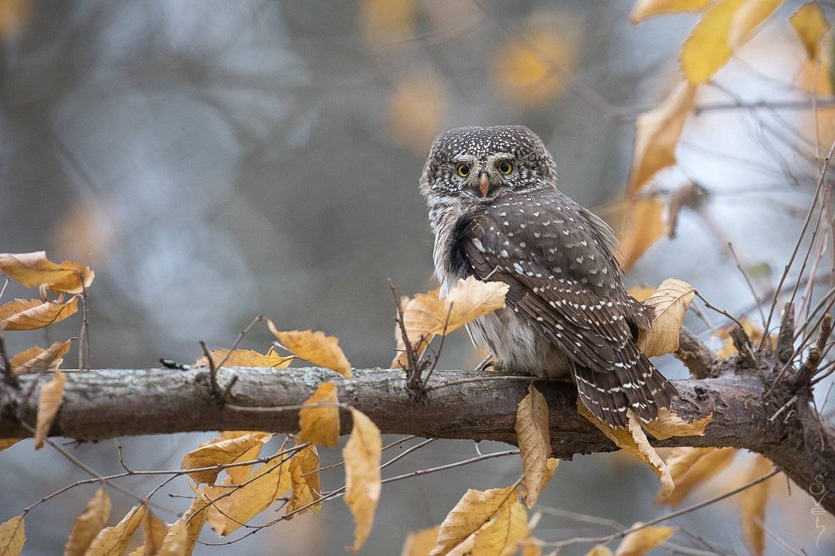 воробьиный сыч, сова, Байбекова Светлана