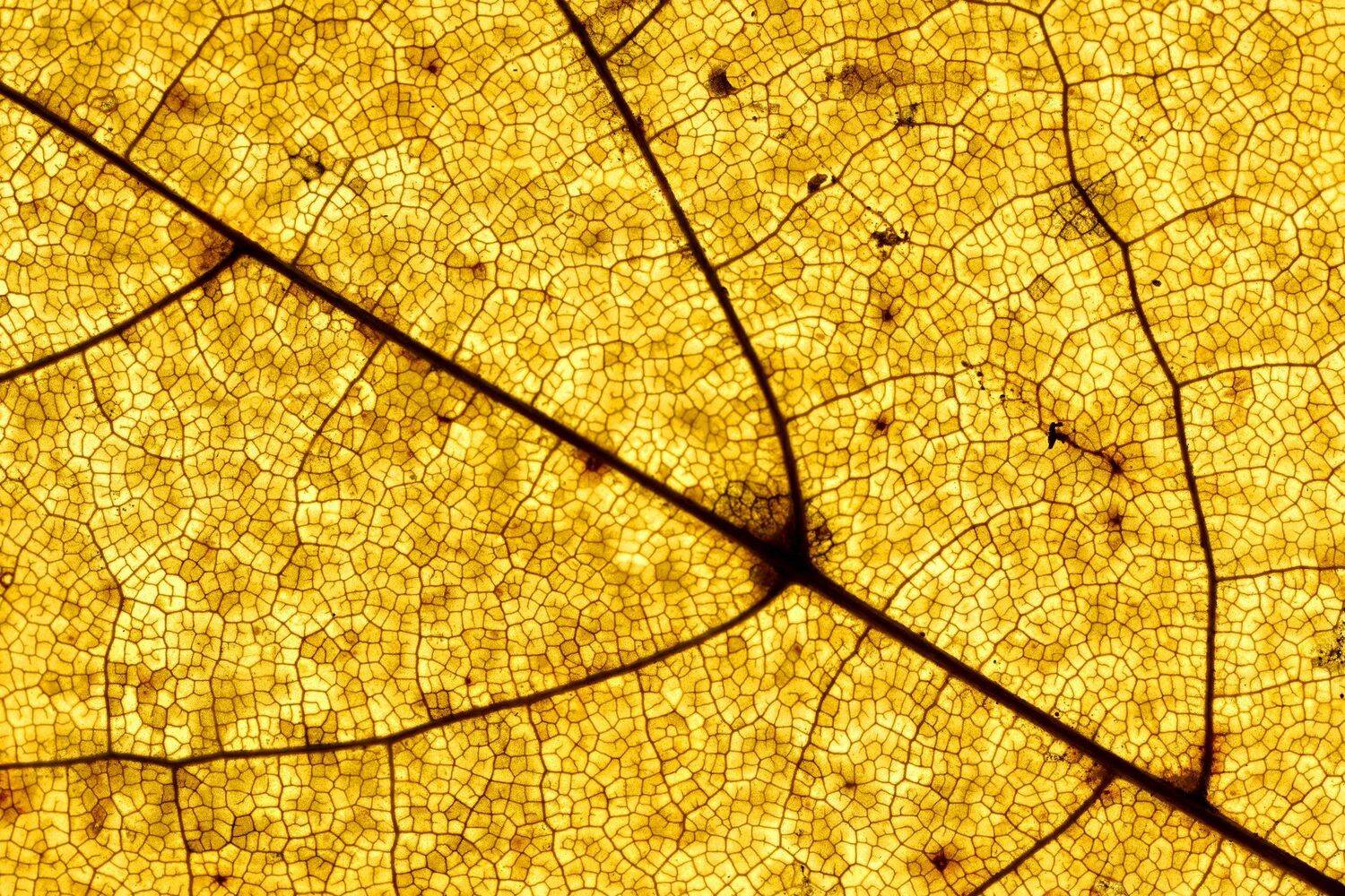 , Кузнецов Дмитрий