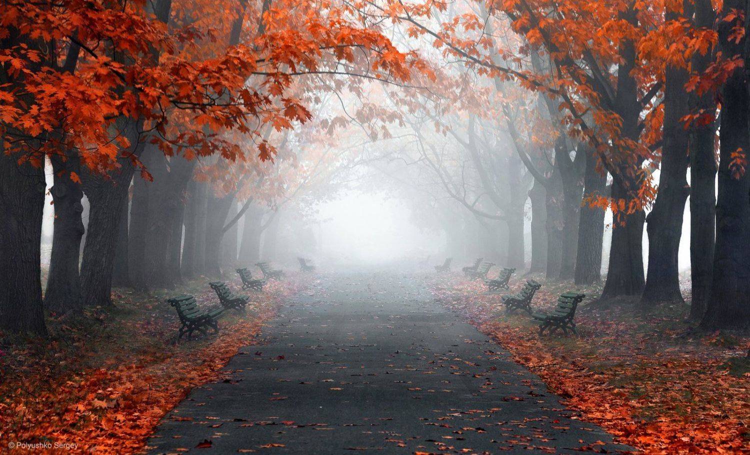 осень, туман, киев, украина, Полюшко Сергей