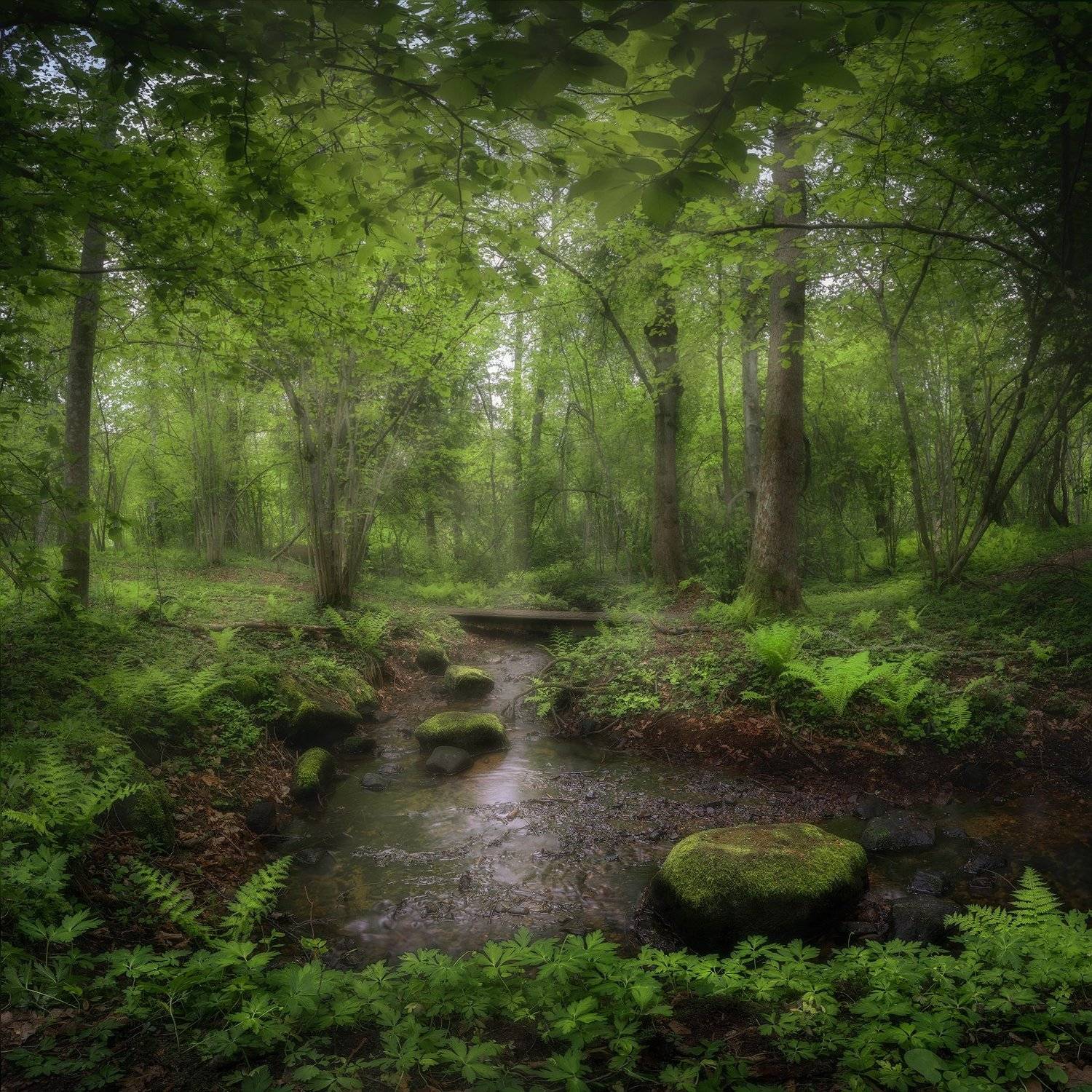 beech trees, beeches, black and white, bourn, Bracken, bridge, brook, Bushes, coppice-wood, fern, Forest, Green, Hampetorp, Leaves, Light rays, moss, nature, Nature Reserve, Nature Reserve Derbol, Nordic Light, outdoors, path, Reflections, Rock, Scandinav, Ludwig Riml