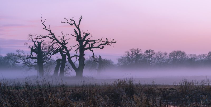 Pink twilight фото превью