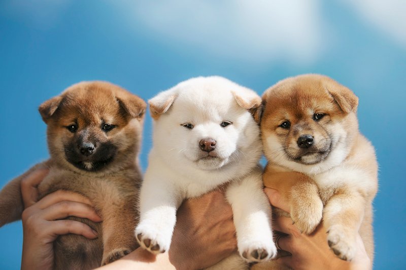 shiba, shiba inu, puppies three puppeteers фото превью