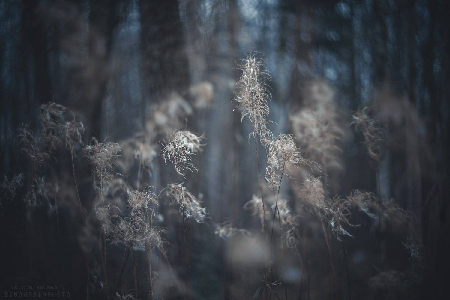 природа, путешествия, travel, wildlife, nature, landscape, canon, colours, helios40, Snowrain