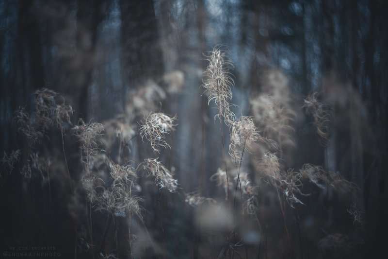 природа, путешествия, travel, wildlife, nature, landscape, canon, colours, helios40 Поздняя-поздняя осень II фото превью