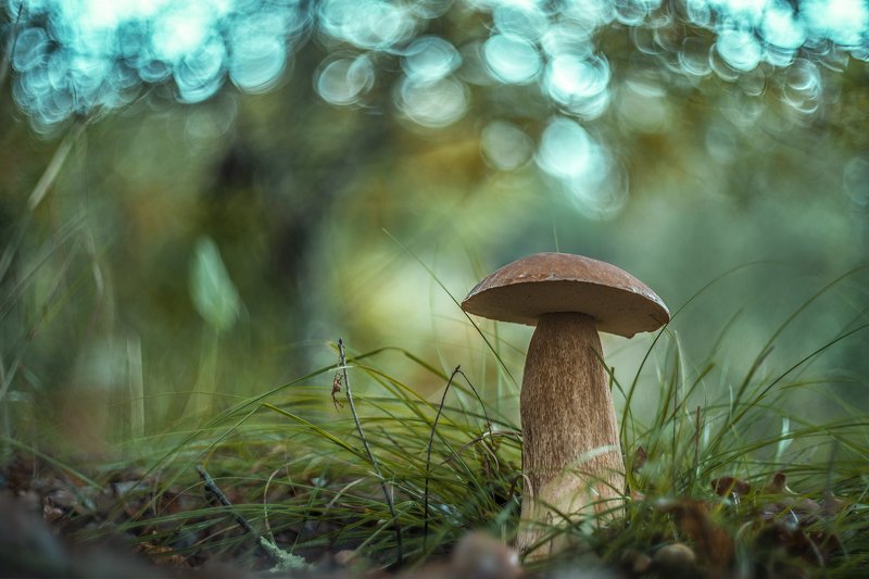 mushroom, bolletus, nature, light, bokeh Rain of light фото превью