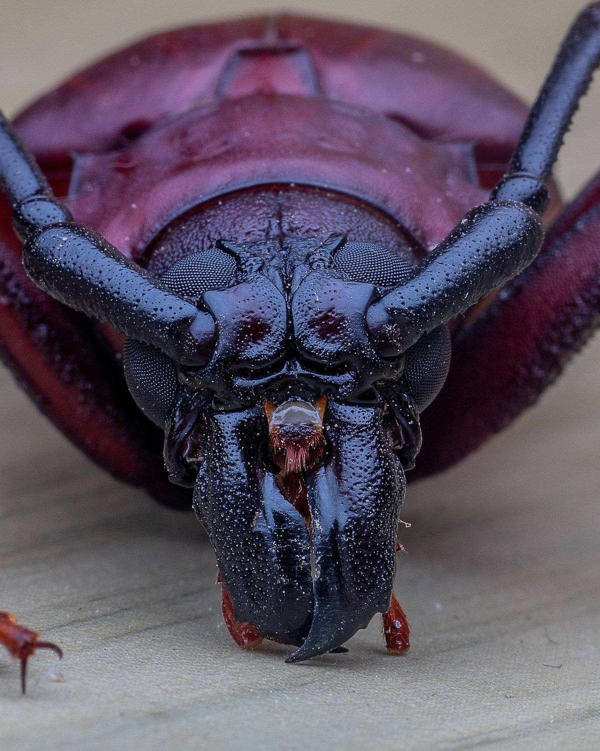 macro photography, Soujanya Bhadra