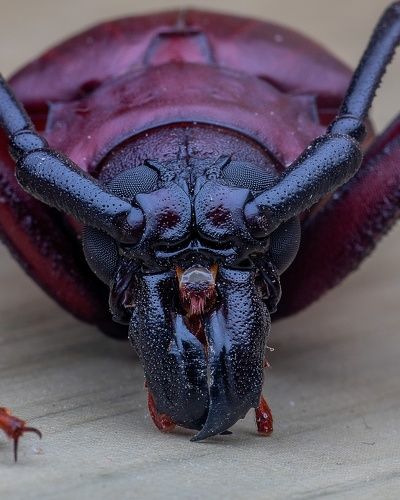 Longhorn beetles