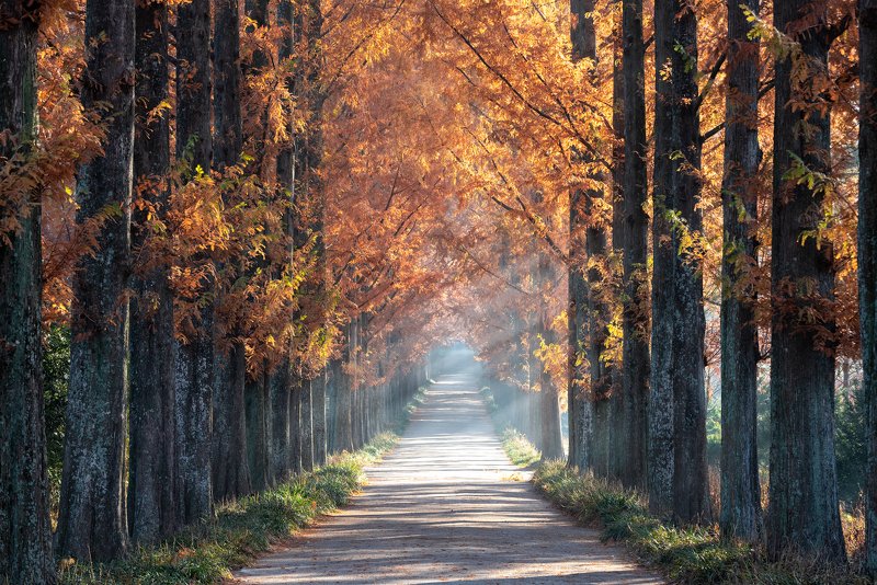 Naju Metasequoia Road фото превью