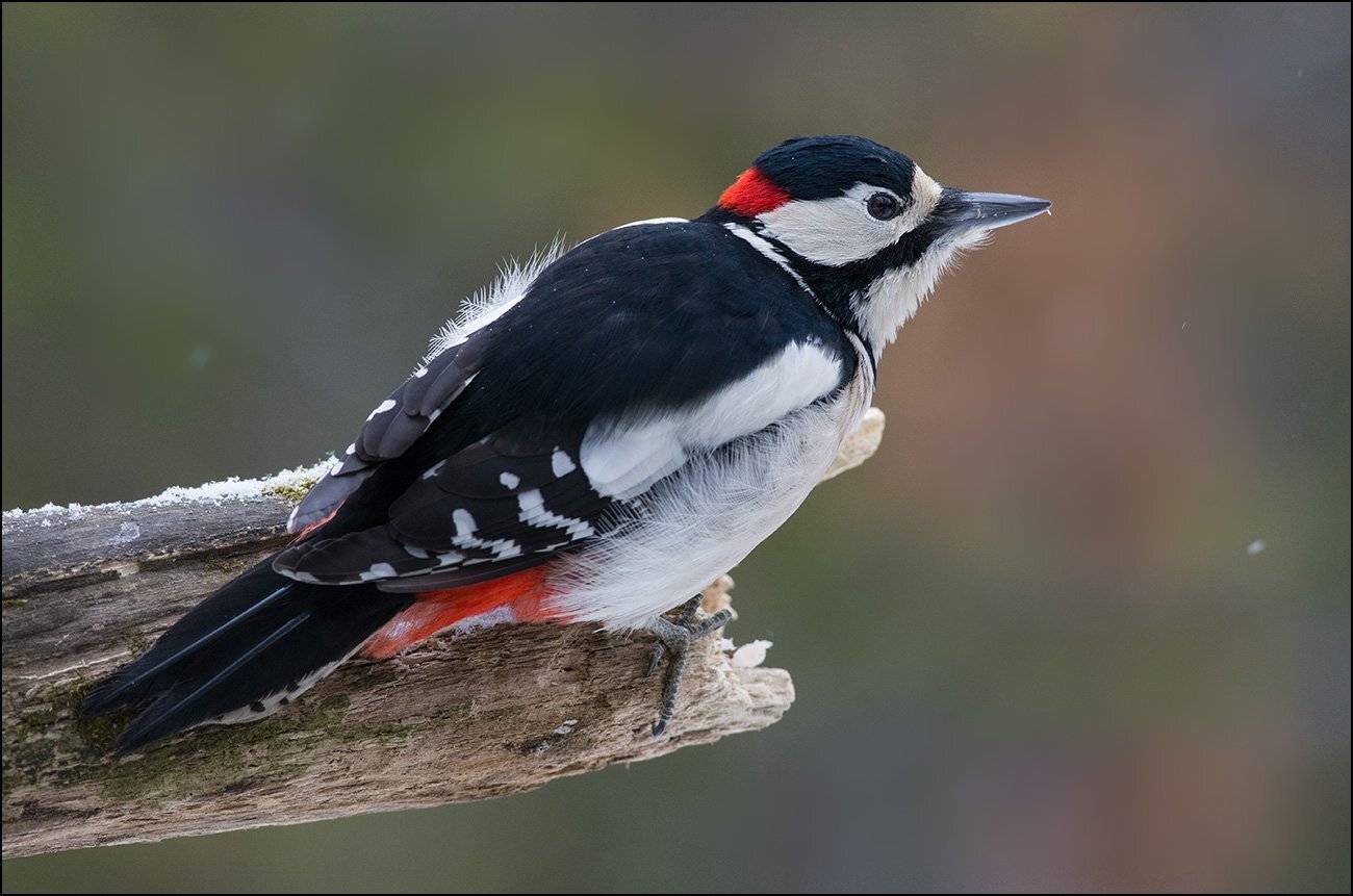 большой пёстрый дятел,самец,бор, Иван