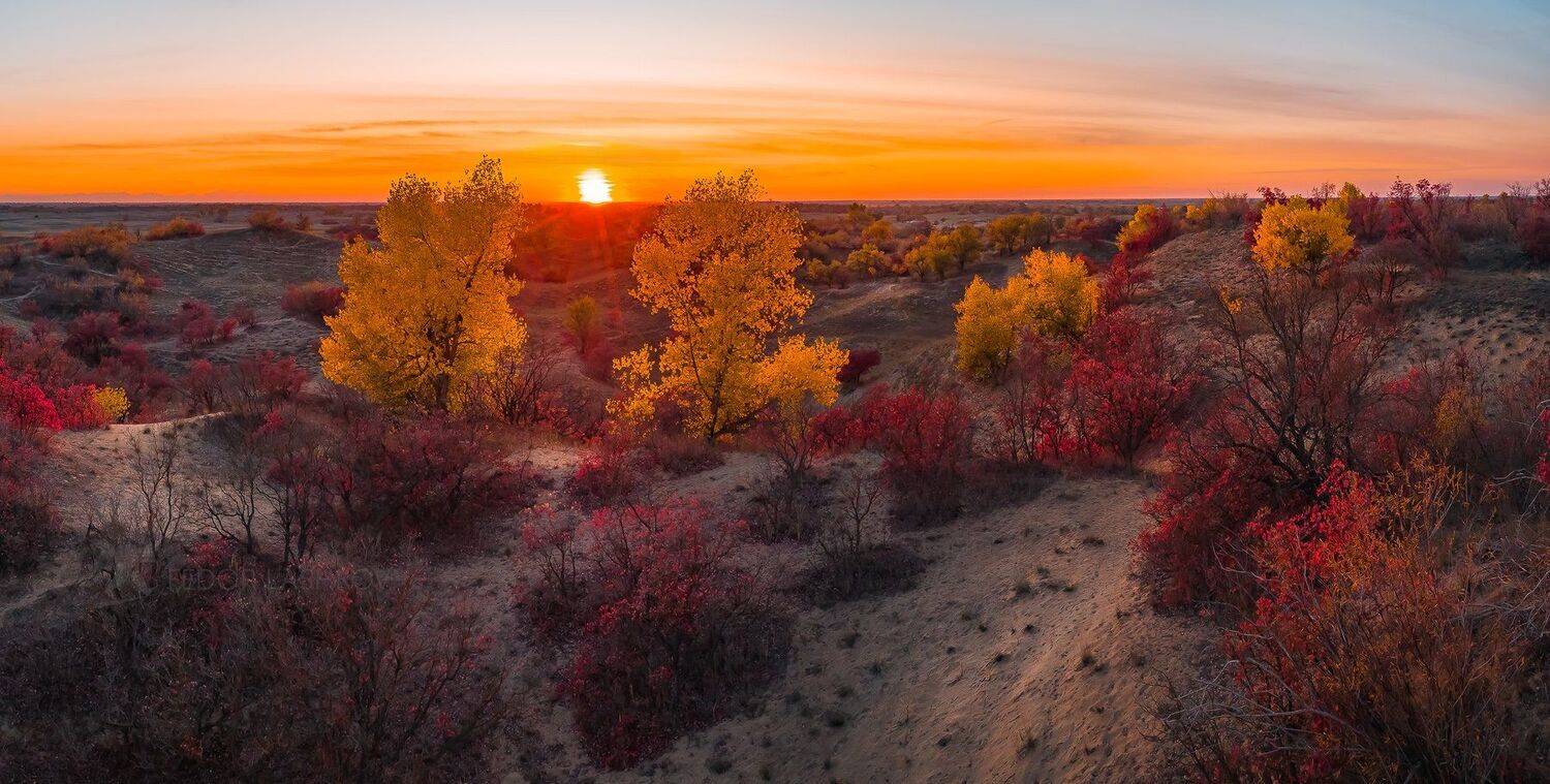 ставропольский край, ставрополье, осень, степан бугор, бугор, песок, песчаный, скумпия, тополь, закат, солнце, золотой,, Лашков Фёдор