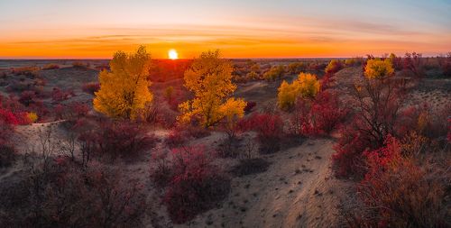 Золотые тополя на закате