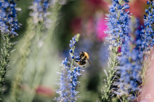 Шмели и пчелы за работой