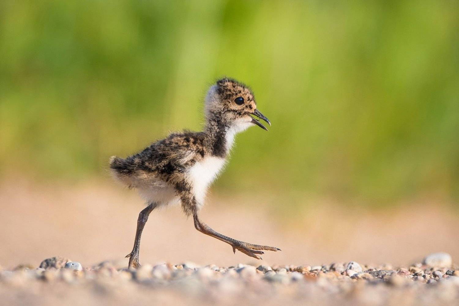 , Дмитрий Вилюнов