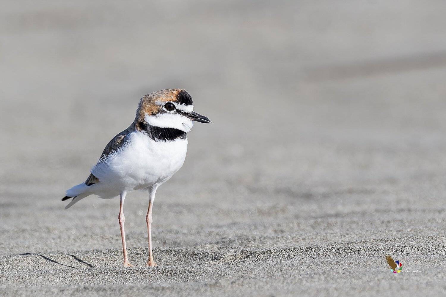 , Fernando Burgalin Sequeira