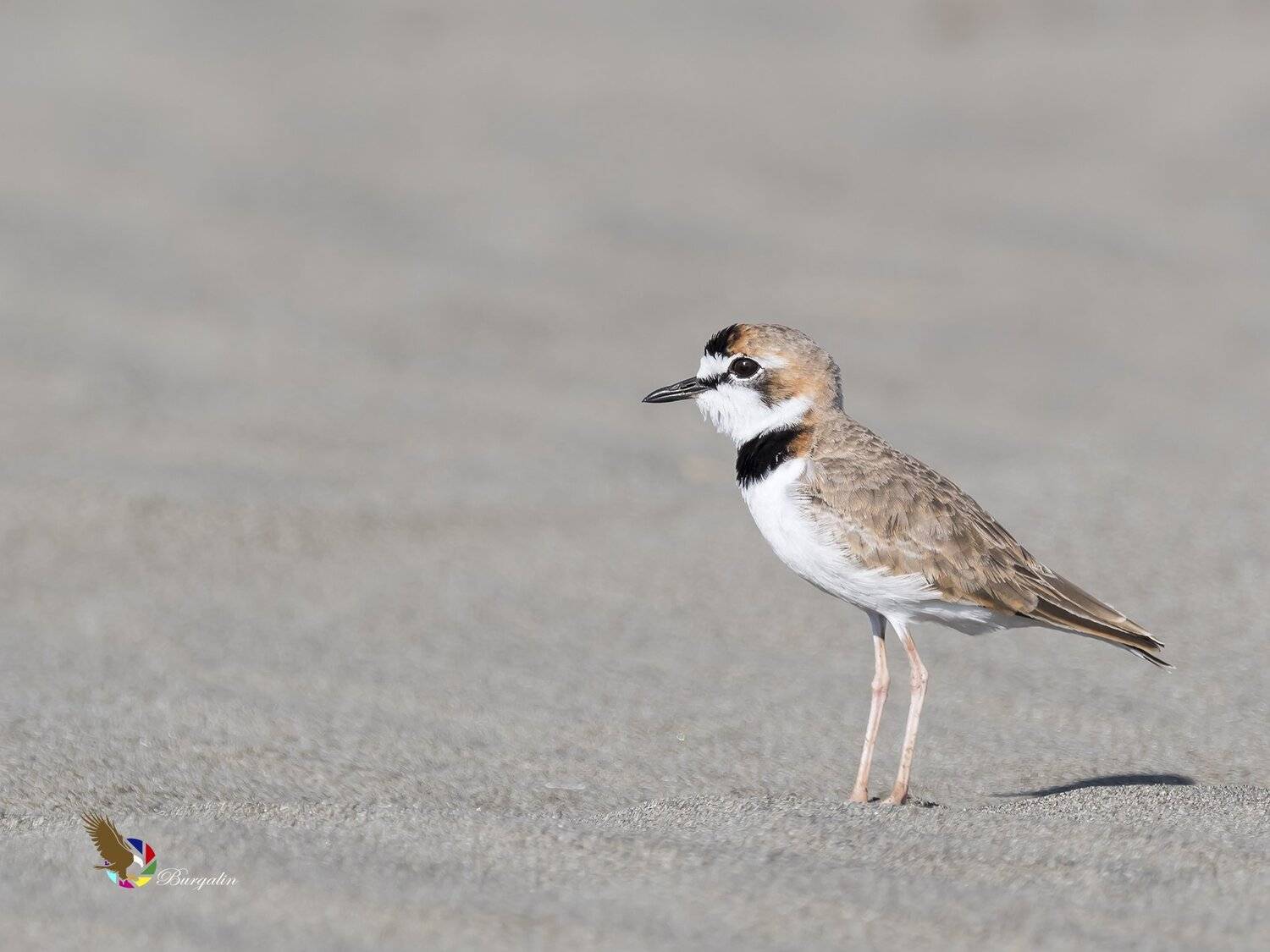 , Fernando Burgalin Sequeira