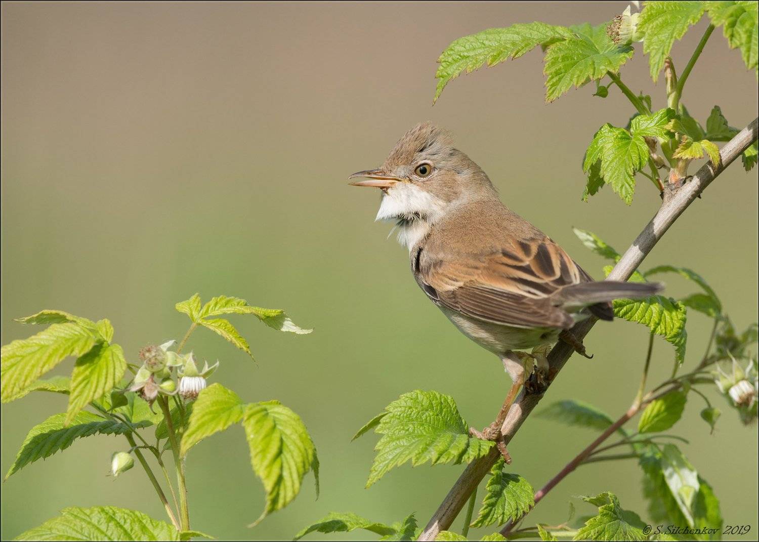 , Сергей Сильченков