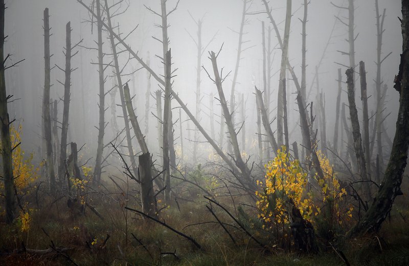 ... фото превью