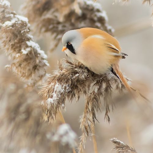 Усатые синицы