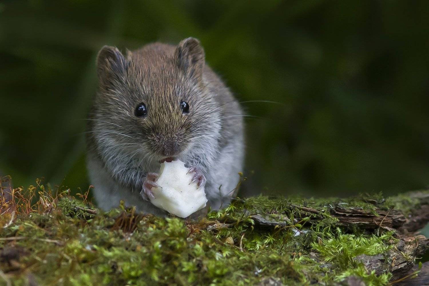 мышь, полёвка, лес, угощение, Наталия Сытина