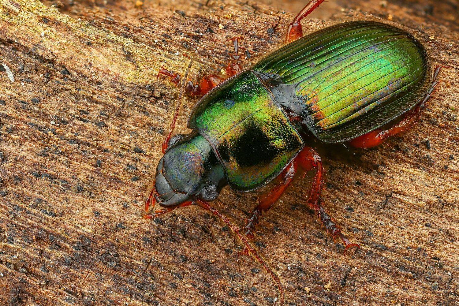 жук макро природа усы цвет черный коричневый зеленый , Андрей Шаповалов
