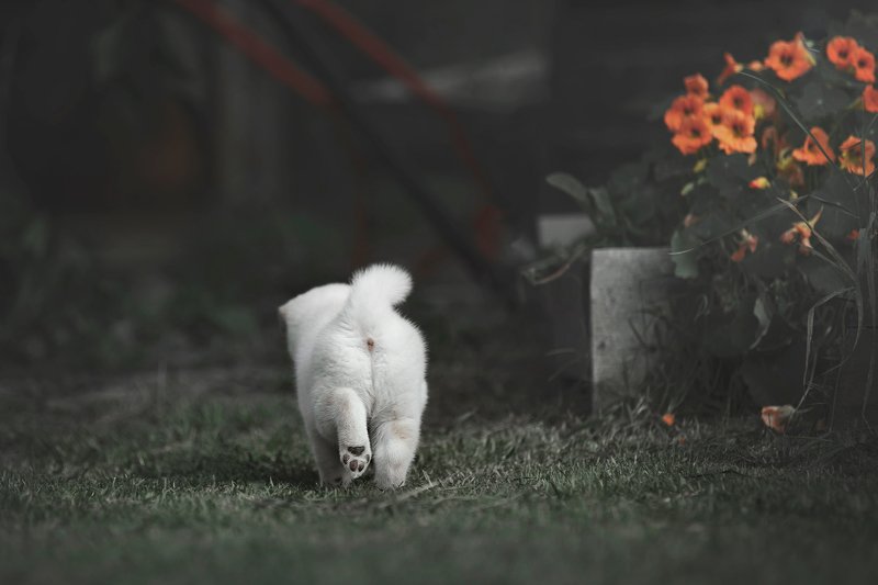 shiba, puppy snowflake фото превью