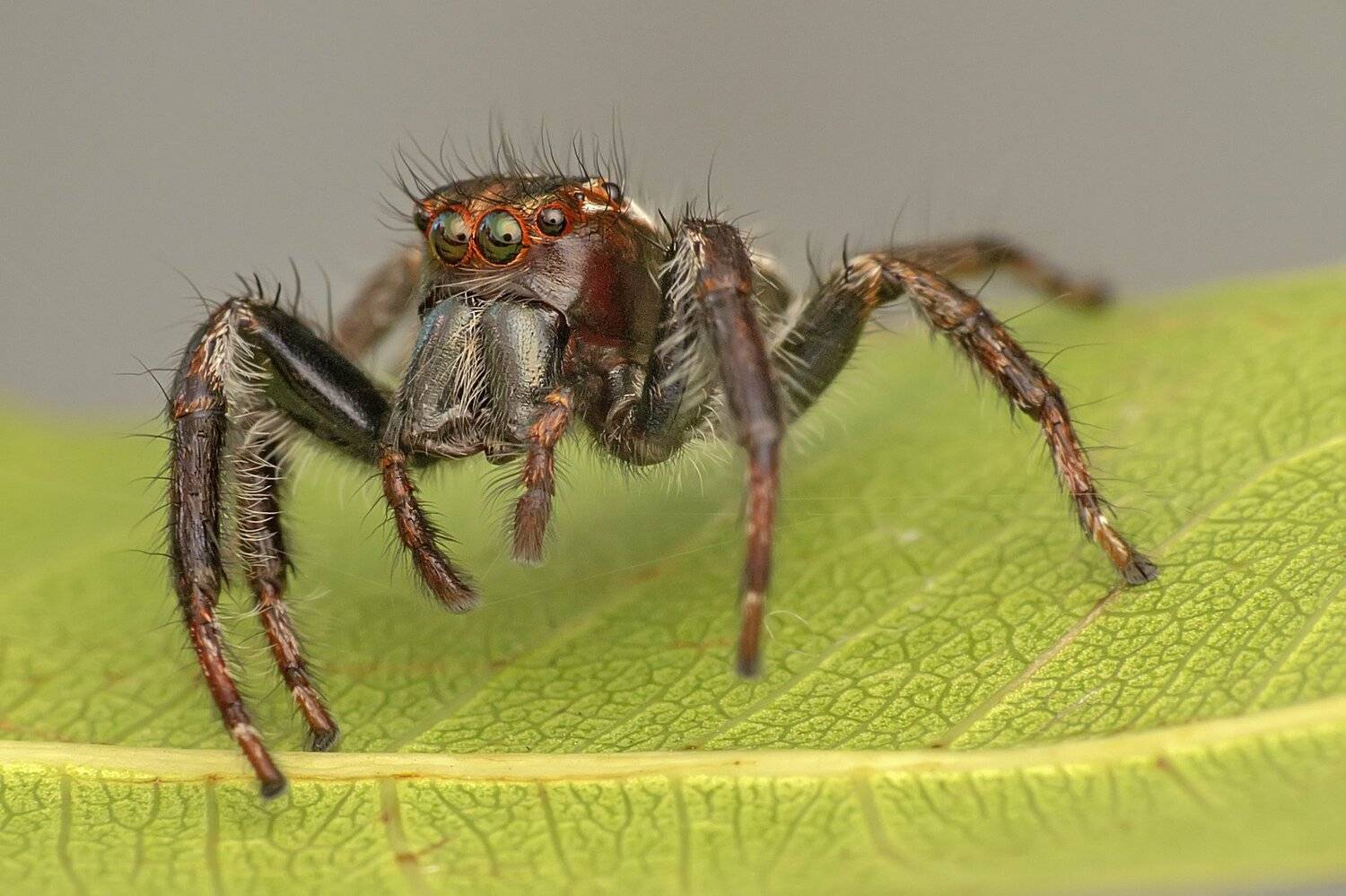 spider, insect, animal, danger, dangerus, beatiful, beauty, tropical, eyes, small, macro, close up, jump, on leaf, park, outdoor, forest, prey, wild, wildlife, NeCoTi ChonTin