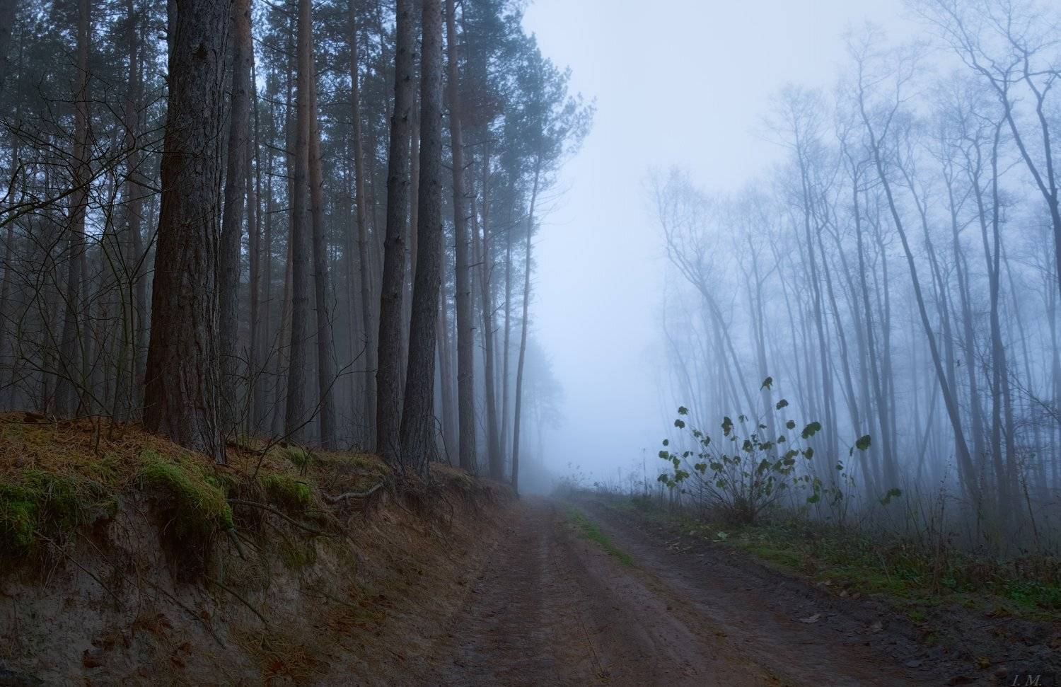 лес, туман, утро, осень, путь, дорога, пейзаж, сосны, misty, forest, way, road, foggy, landscape, fall, pine, trees, autumn, deep, panorama, fog, morning, Ivan Maljarenko 