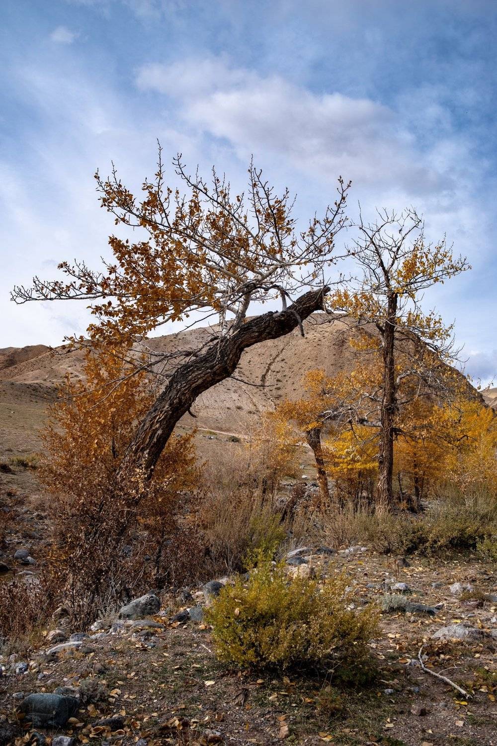 горы алтай горный марс кызыл-чин пейзаж природа россия ник васильев красота деревья лиственница, Николай Васильев