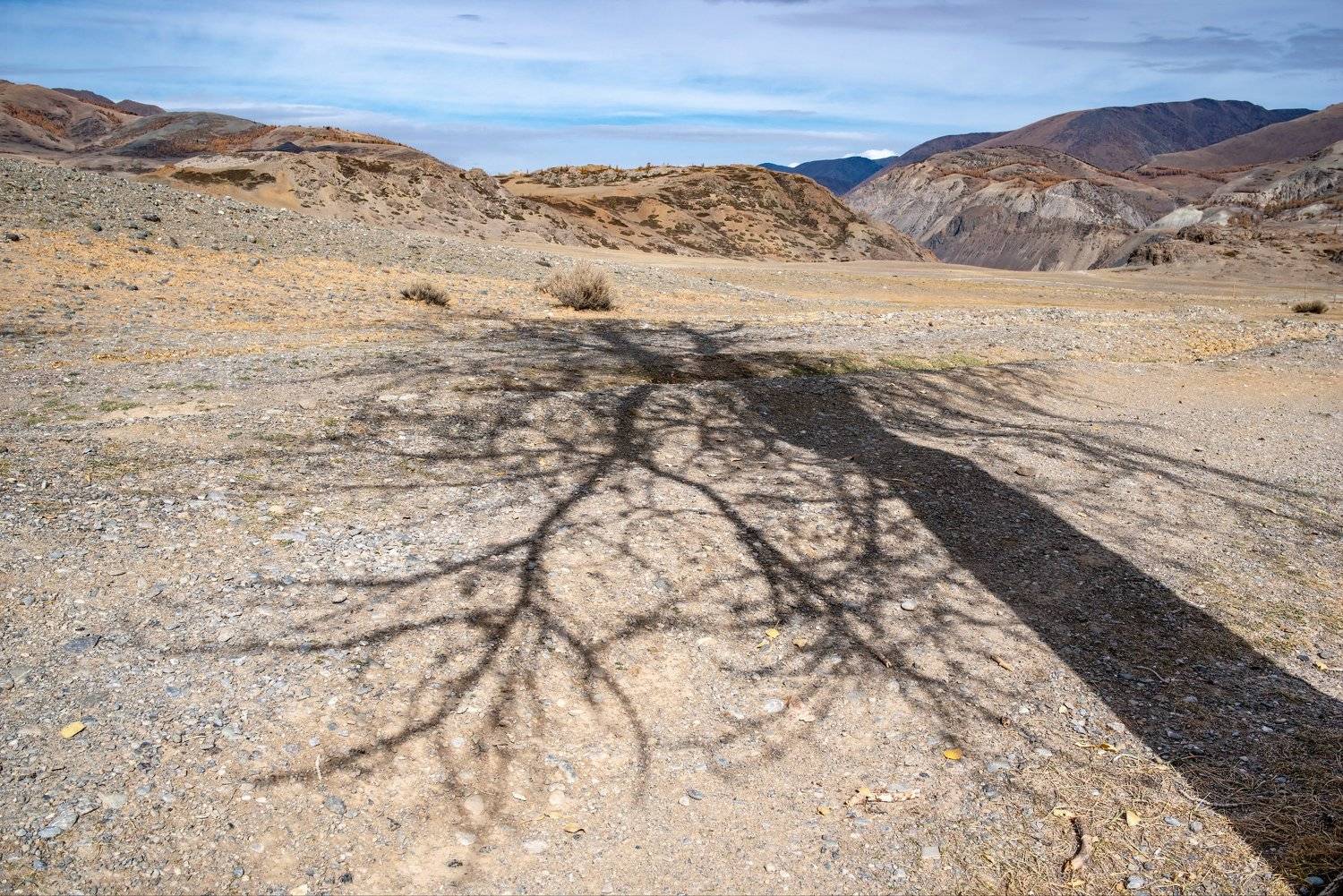 горы алтай горный марс кызыл-чин пейзаж природа россия ник васильев красота деревья лиственница, Николай Васильев