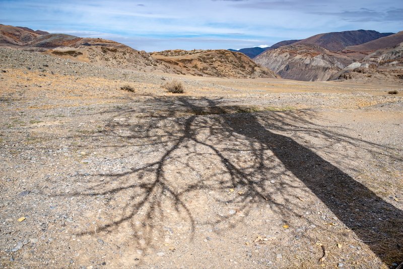 горы алтай горный марс кызыл-чин пейзаж природа россия ник васильев красота деревья лиственница Воспоминание о будущем. фото превью