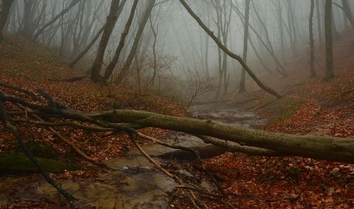 Осенний лес