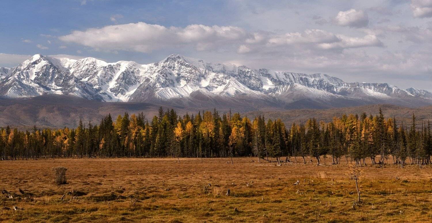 Алтай. горы. лиственницы., Марина Фомина