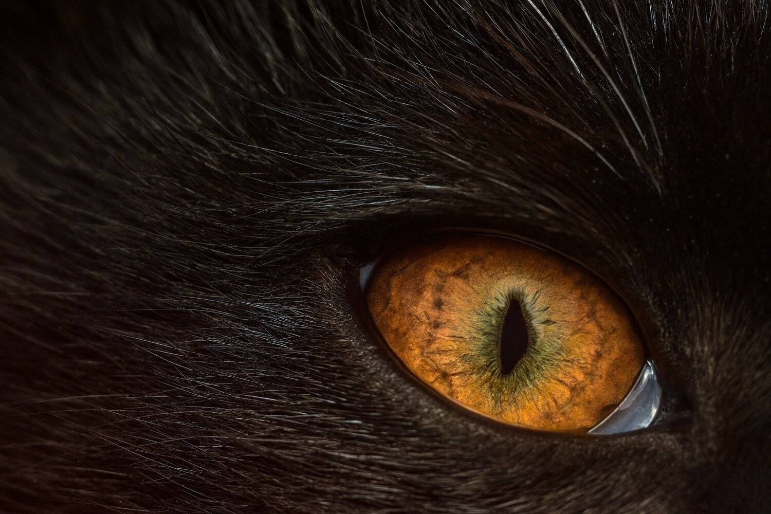 ceclii, nikon d3400, Tsvetan Ganev