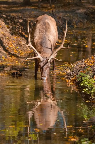 Благородный олень на водопое