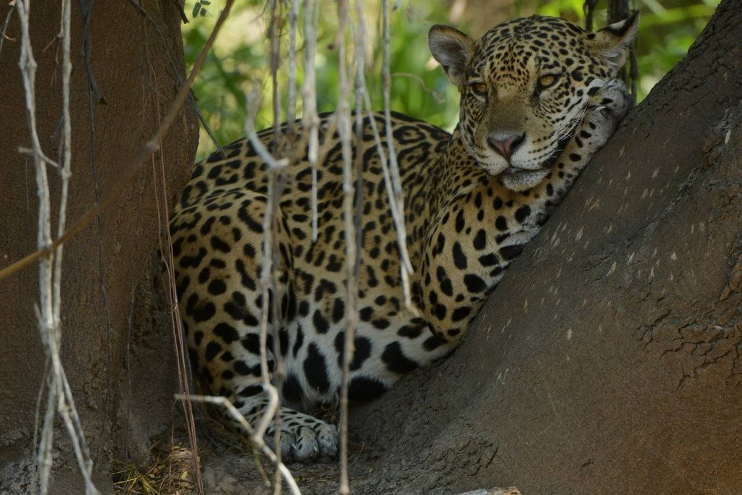 бразилия.ягуар, Александр Маркелов
