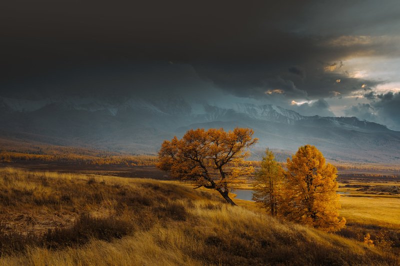 алтай, осень, золотая осень, горы, пейзаж, вечер  фото превью