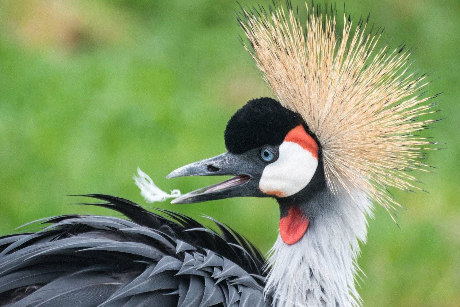 журавль, Алексей Михайлов