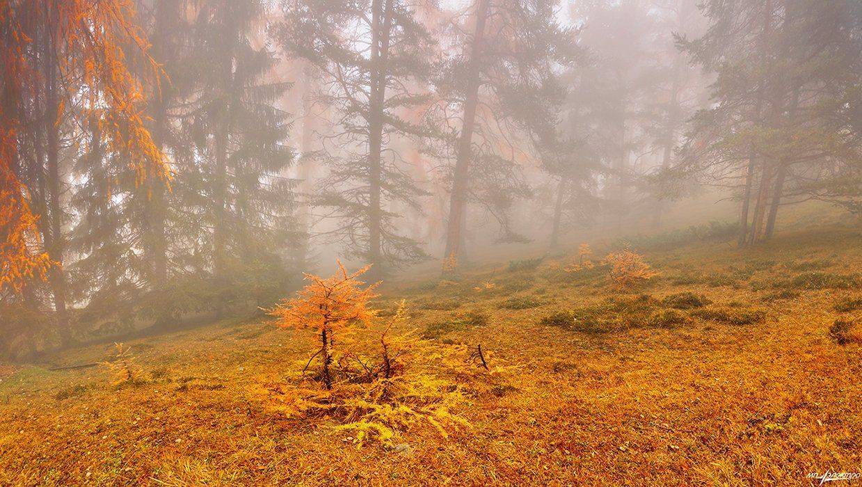 swiss, Матвеев Николай