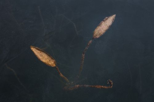 Застывшие во льду