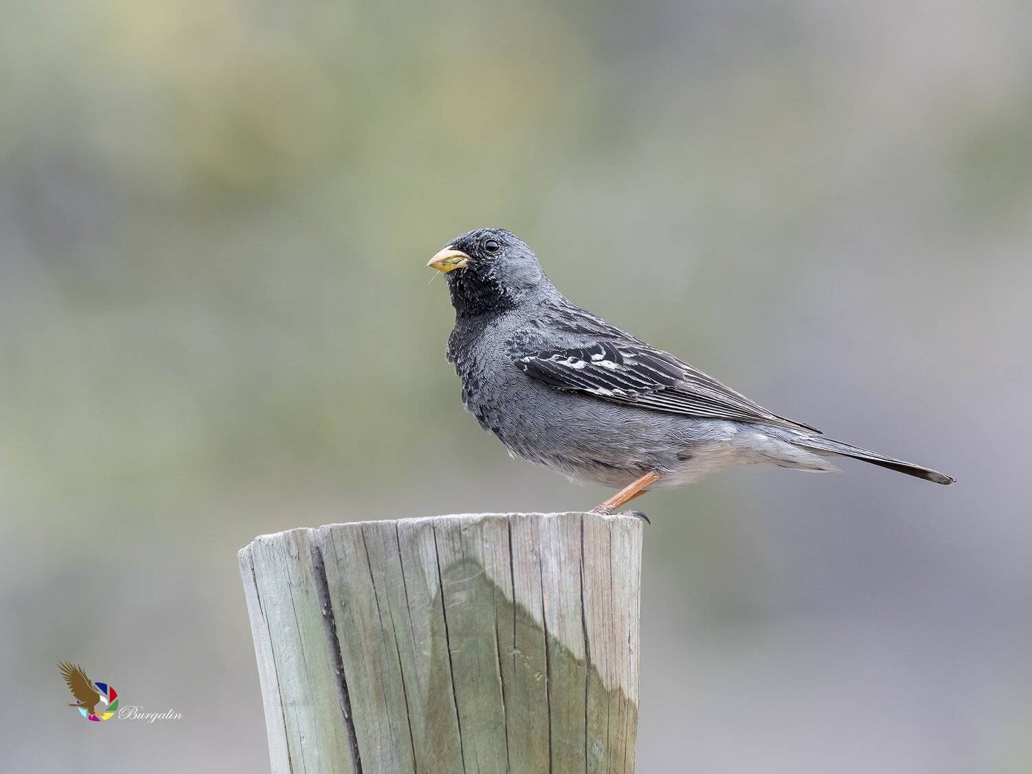 , Fernando Burgalin Sequeira