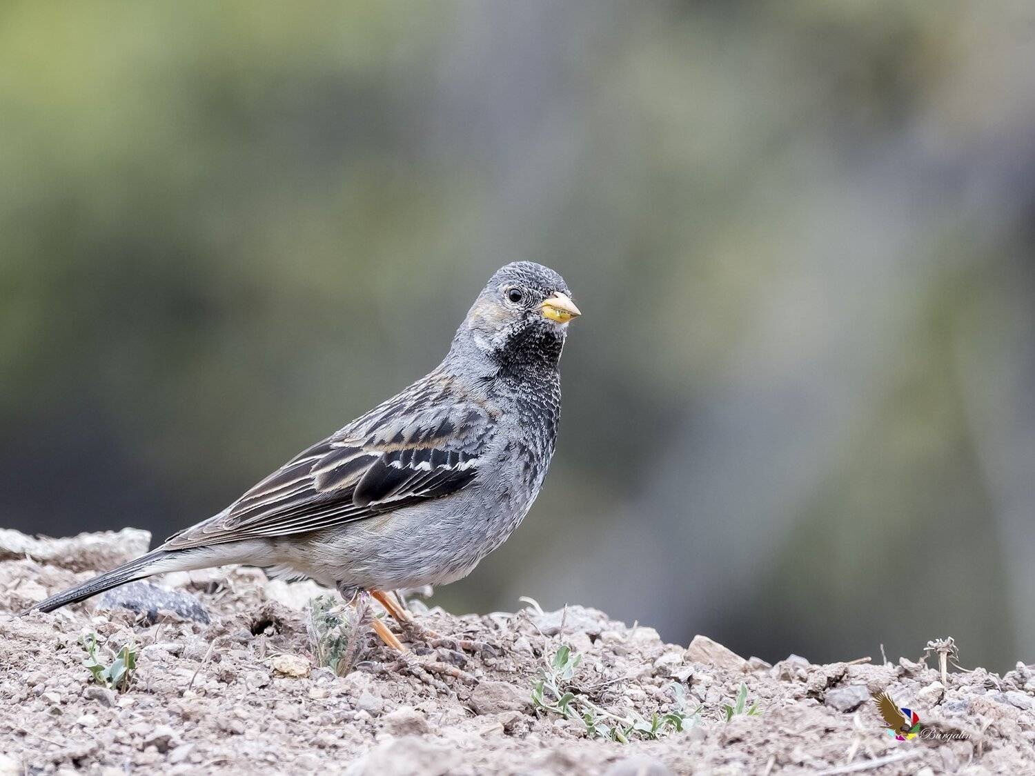 , Fernando Burgalin Sequeira