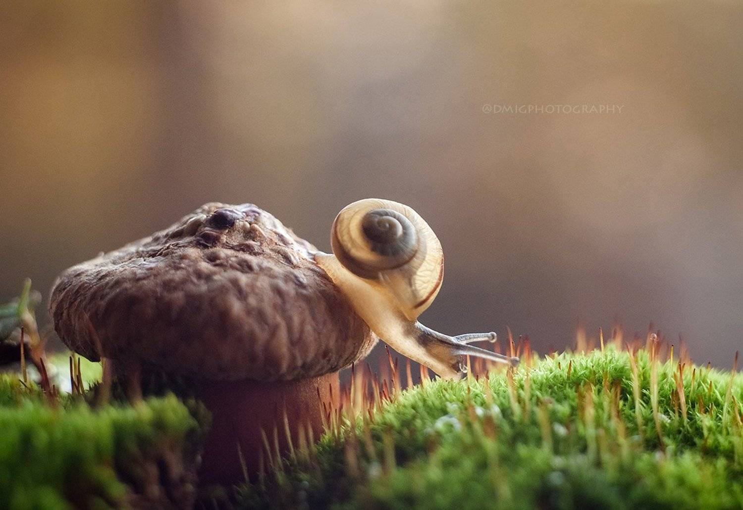 макро, гелиос44_2, природа, жизнь, макромир, улитка, жёлудь, мох, лес, солнце, закат,, Дмитрий Гусалов