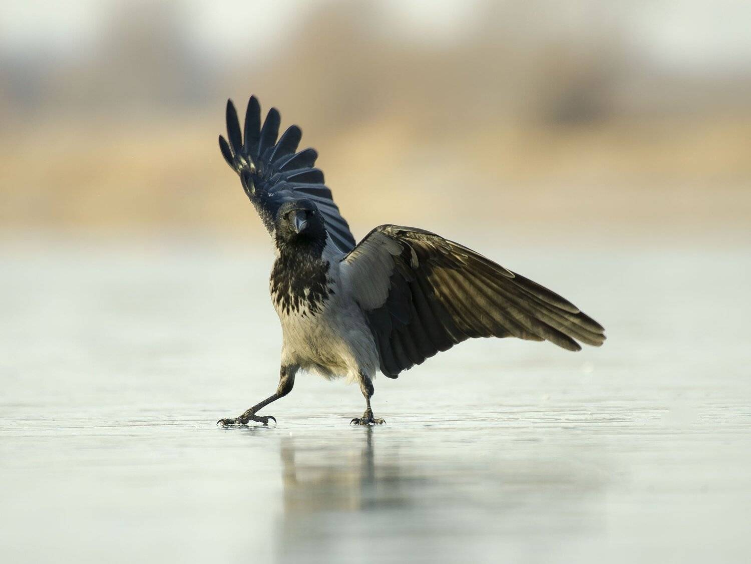 птицы,природа, зима, Андрей Киселёв