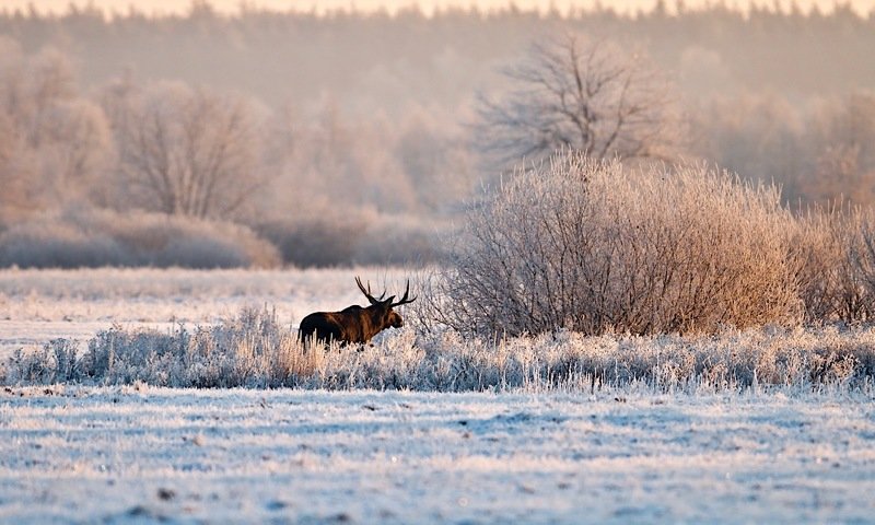 первый иней,первый снег фото превью