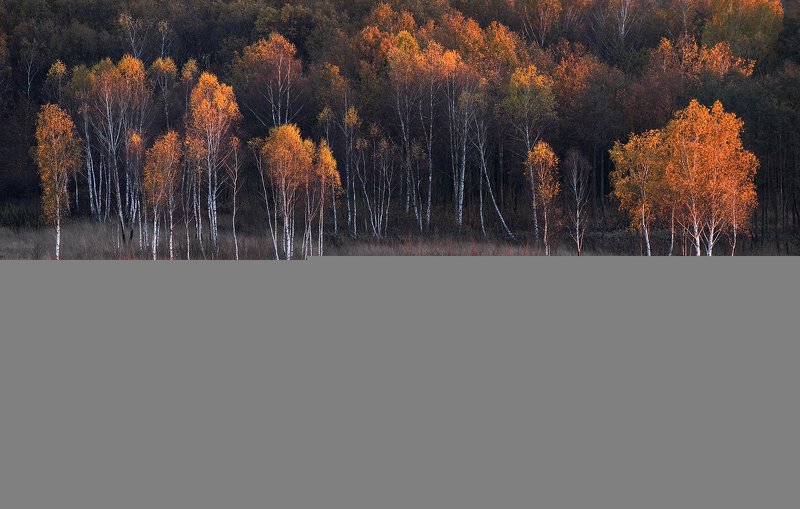birch-tree, autumn, forest, sunset, light, Painted with light фото превью