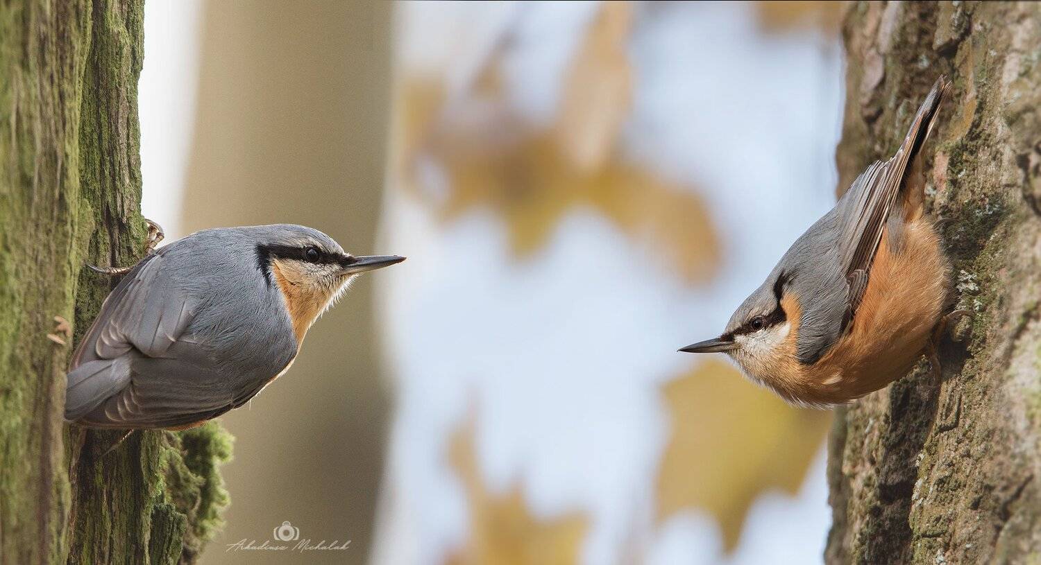 , Arkadiusz Michalak