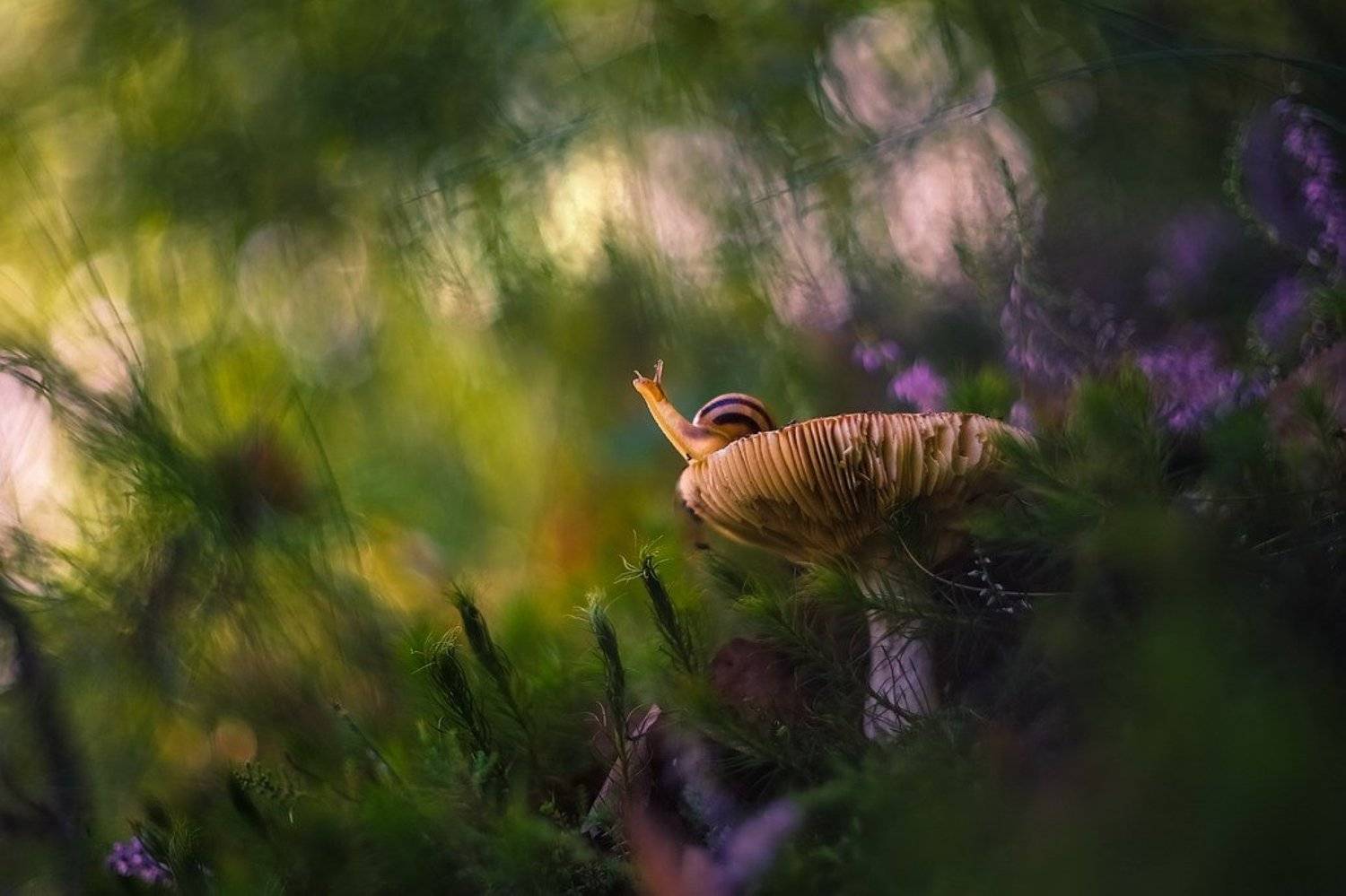 , Вячеслав Мищенко