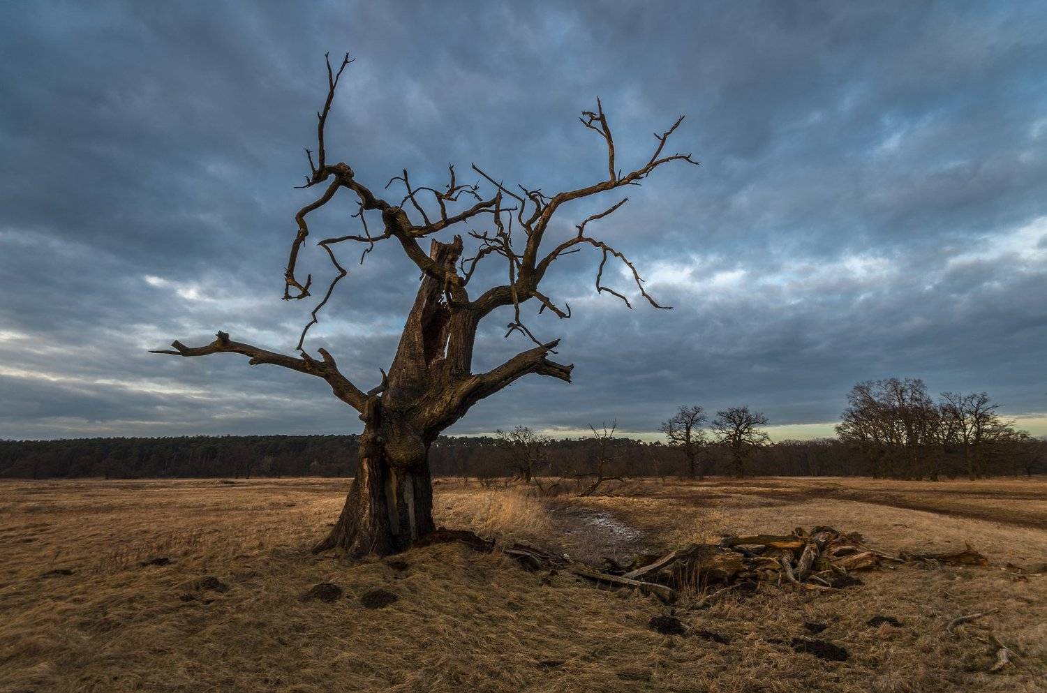 , Maciej Werbliński