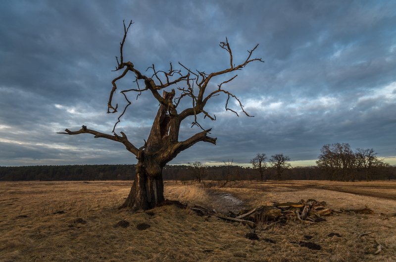 The rest of the old oak фото превью