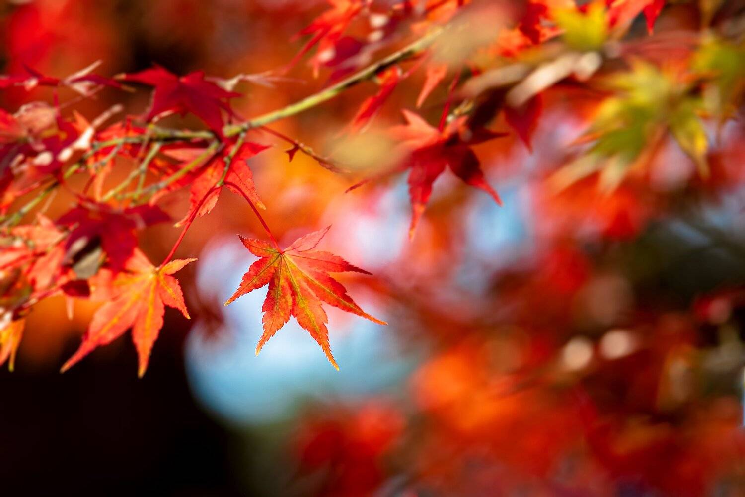 осень, природа, красный, клён, день, Александр Игнатьев